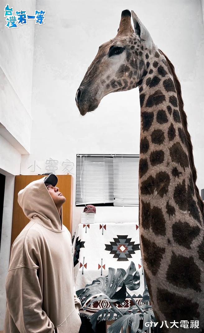 窦智孔很喜欢长颈鹿。（八大提供）