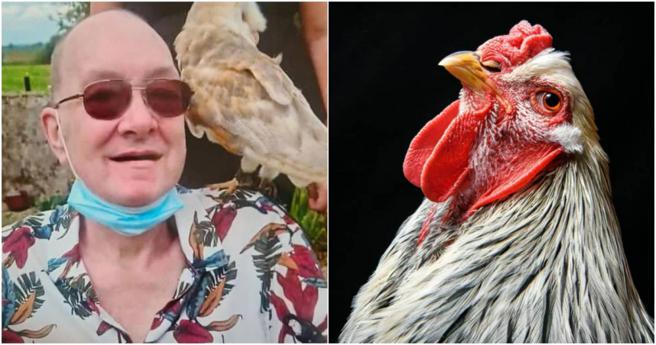 67岁老翁倒卧在血泊中，凶手竟是一只公鸡。（图／撷取自Twitter）