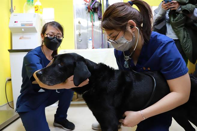 中市搜救犬腿腿、Melody返国后，到中兴大学健检。（兴大提供／陈淑芬台中传真）