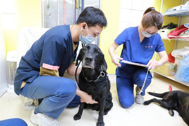 中市搜救犬腿腿、Melody返国后，到中兴大学健检。（兴大提供／陈淑芬台中传真）