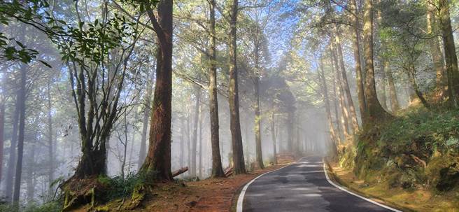 嘉义林管处说，无论民眾何时来到阿里山，都能欣赏到万紫千红的美景，身处森林中，亦可透过体验自然、放松身心。（嘉义林区管理处提供／吕妍庭嘉义传真）