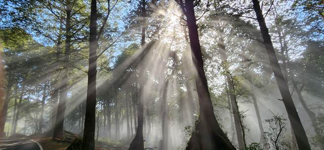 228连假，嘉义林区管理处欢迎民眾到阿里山国家森林游乐区享受森林浴兼赏花。（嘉义林区管理处提供／吕妍庭嘉义传真）