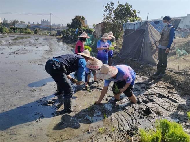 大里区农会18日上午在大里区草湖市民农园旁农田举办「作伙种秧趣」，现场孩童挽起衣袖、卷起裤管，用最传统的方式，弯下腰将手中的秧苗一株株插入水田中。（潘虹恩摄）