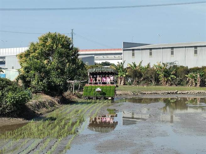 大里区农会18日上午在大里区草湖市民农园旁农田举办「作伙种秧趣」，带领大里区美群国小孩童下田体验插秧。（潘虹恩摄）
