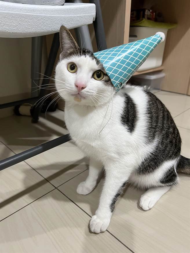 新竹縣今年度第1場混種犬貓3合1免費絕育活動，訂於3月19在新埔下寮社區活動中心舉行。（新竹縣府提供／邱立雅竹縣傳真）