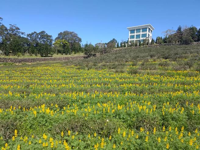展区内的三水茗园近日花况正好。（客家局提供／蔡明亘桃园传真）