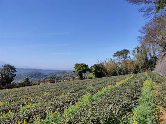 2023恋恋鲁冰花活动将于2月19日至28日登场。（客家局提供／蔡明亘桃园传真）