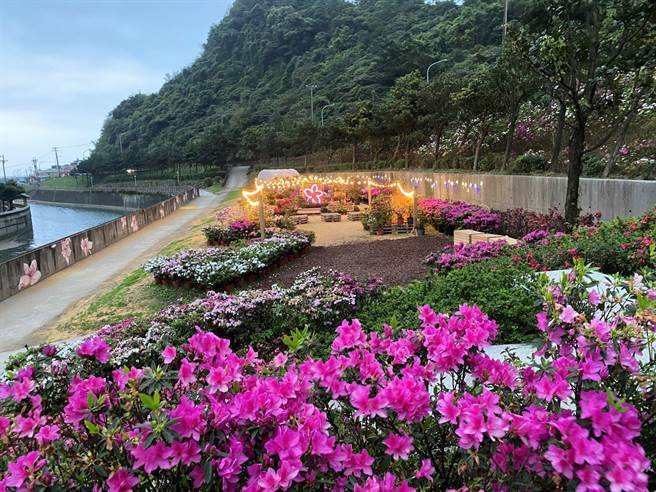 2023万金杜鹃花展将在2月25日至3月19日于万里区观光公园及玛鋉运动公园热闹登场。（黄敬文翻摄）