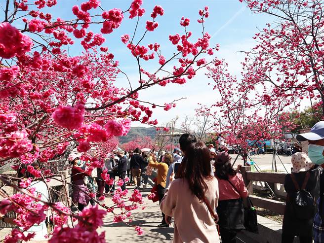 后里泰安樱花季开跑！首日即吸引近万人潮涌入，19日游客更摩肩接踵前往赏樱。（陈世宗摄）