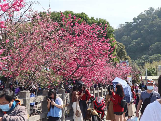 后里泰安樱花季开跑！首日即吸引近万人潮涌入，19日游客更摩肩接踵前往赏樱。（陈世宗摄）