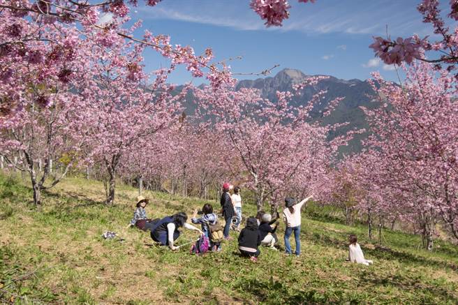 和平区公所协同福寿山农场，推出「樱为幸福‧封茶藏富」品茗茶会。(福寿山农场提供)
