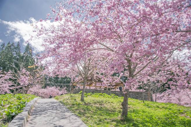 福寿山农场2月初春最美的千樱园，令人流连忘返。(福寿山农场提供)