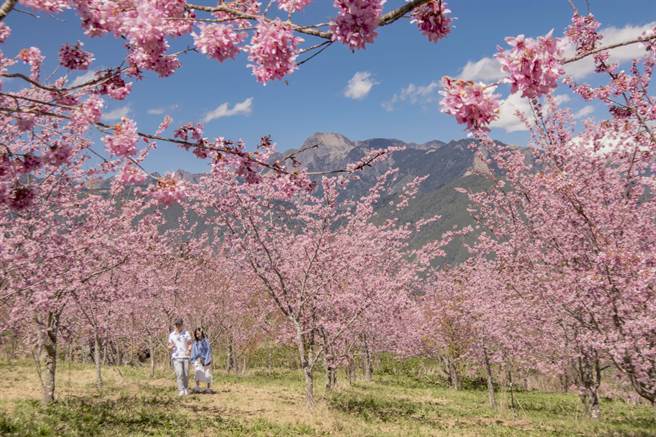 福寿山农场2月千樱园，为天下有情人带来好姻缘。(福寿山农场提供)