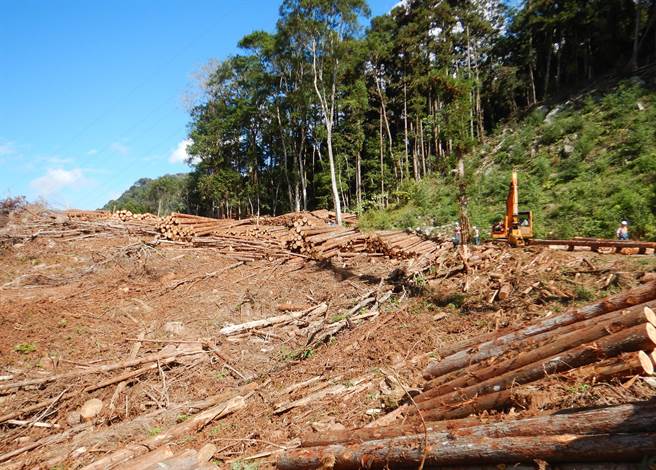 台中市勞動檢查處強調，進行伐木作業時，也應劃分適當作業範圍，並指定專人負責監督，避免因伐倒木滾落、滑動等危害。(台中市政府提供)