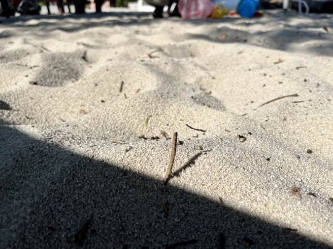 公園沙坑多規定入內要脫鞋，但暗藏小樹枝或尖銳物，赤腳情形下，非常容易受傷，議員劉仁照呼籲管理維護要更慎重。（蔡依珍攝）