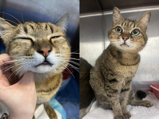 有民眾日前路边发现一只小猫全身弹孔，被装在满是血的麻袋内，通报送医后医院发现猫体内竟有7颗子弹，且两只后腿都骨折。（翻摄自「安定动物医院」脸书粉丝团）