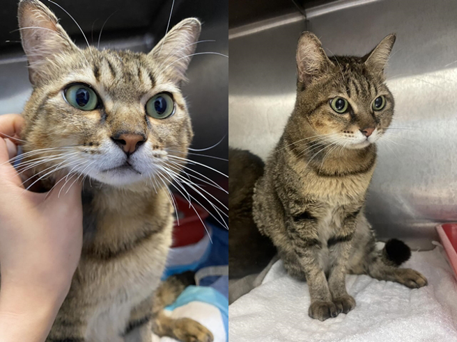 有民眾日前路边发现一只小猫全身弹孔，被装在满是血的麻袋内，通报送医后医院发现猫体内竟有7颗子弹，且两只后腿都骨折。（翻摄自「安定动物医院」脸书粉丝团）