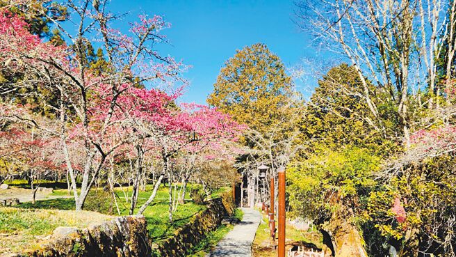 阿里山国家森林游乐区内山樱花盛开中，花期到3月中，预计将为228连假带来赏花人潮。（嘉义林区管理处提供／吕妍庭嘉义传真）