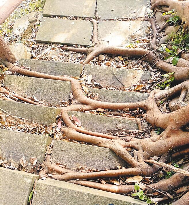 社区通往公园的步道是被树木挤歪的石板楼梯，长辈因此摔倒多次。（邱立雅摄）