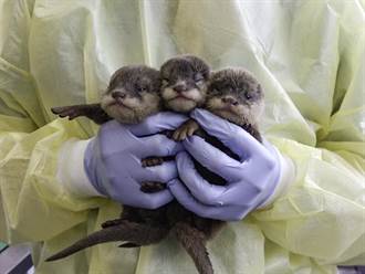 北市動物園喜迎新生兒 小爪水獺「蜜香」順產4胞胎