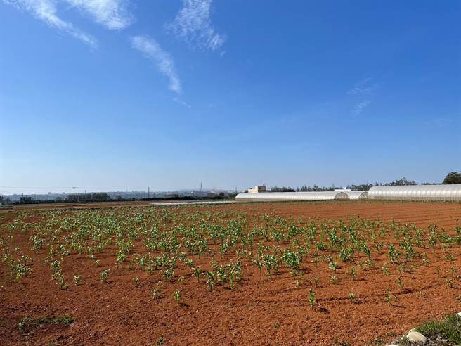 农业局向台糖承租两块土地作为有机农业集团栽培区，面积总共10.4公顷。(陈世宗摄)