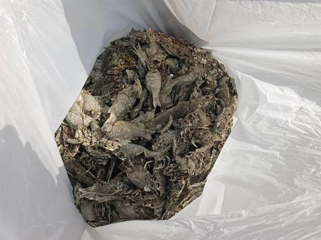 南科莲潭乾涸飘鱼臭，公务员派员前往抓死鱼，半天就捞获成袋数百条鱼。（台南市工务局提供／程炳璋台南传真）
