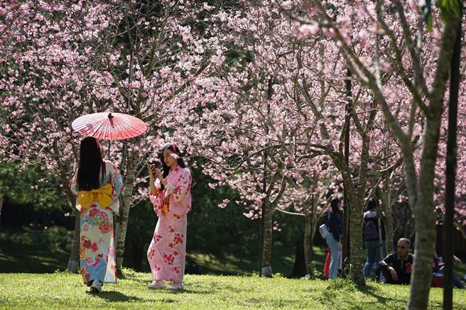 九族文化村樱花盛开，吸引许多民眾变装来拍摄。（九族文化村提供）