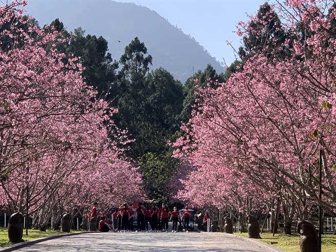 九族文化村樱花祭富士樱盛开，樱花祭表演节目从每天原本7场增加到每天14场。（九族文化村提供）