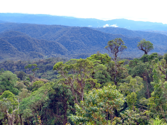 据知情人士表示，这名澳洲男子是为澳洲一所大学工作的考古学家，几名来自当地一所大学的巴布亚纽几内亚学生陪他一起进行实地调查，学生们也遭劫持为人质。图为巴布亚纽几内亚高地。（资料照/ shutterstock）
