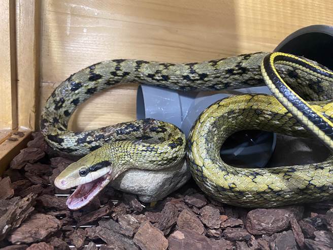 落难的「土地公」黑眉锦蛇因为多处骨折，嘴巴一直合不起来。（野湾提供／庄哲权台东传真）