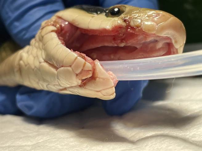 为了便于清创及伤势检查，兽医为落难的黑眉锦蛇插管麻醉。（野湾提供／庄哲权台东传真）