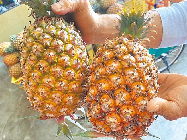 氣候溫差大，關廟鳳梨紛傳裂果情形，左為正常鳳梨，右為出現裂果的鳳梨，賣相明顯不佳。（曹婷婷攝）