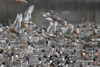 數十隻尖尾鴨暴斃宜蘭水田 疑誤食毒餌
