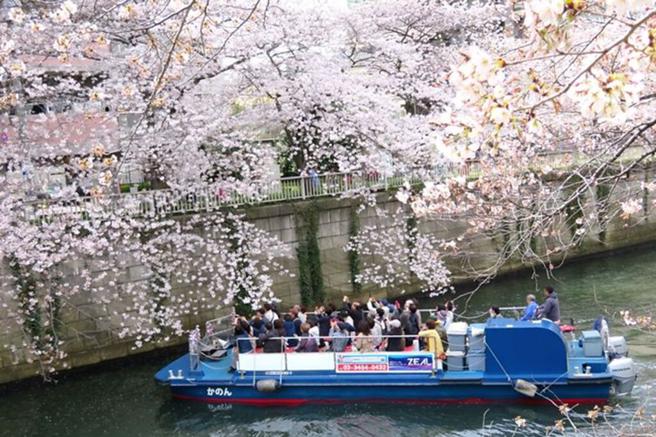 ▲为了让游客尽情赏花，「目黑川赏樱游船」特别使用无屋檐的船只运行。　图：ZEAL／来源