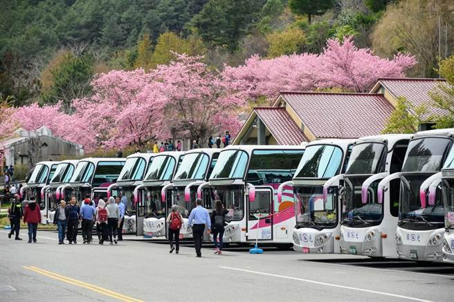武陵樱花季登场，赏樱专车抢手。（国光客运提供）