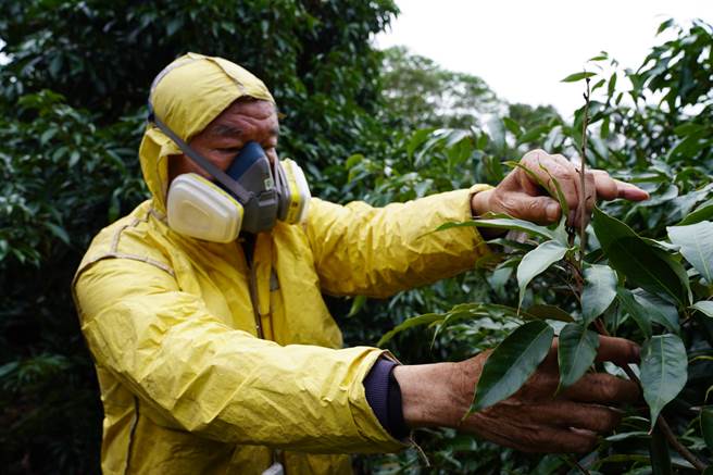 新竹市政府21日办理「荔枝椿象及荔枝虫害防治讲习会」，向农民们宣导若要防治、杀灭荔枝椿象，最佳时机就是每年的2月底至3月初。（新竹市政府提供／陈育贤新竹传真）