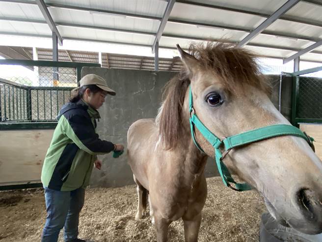 台中东海大学设立马术运动教育中心，21日开幕启用，培育学生建立自信、互助合作的精神。（张妍溱摄）