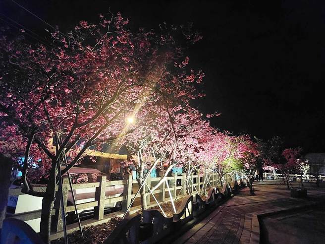 泰安派出所為增添賞櫻氛圍，特於每株櫻花樹底下裝設LED燈，並於夜間開燈投射，提供遊客不同的感受。（警方提供／陳世宗台中傳真）