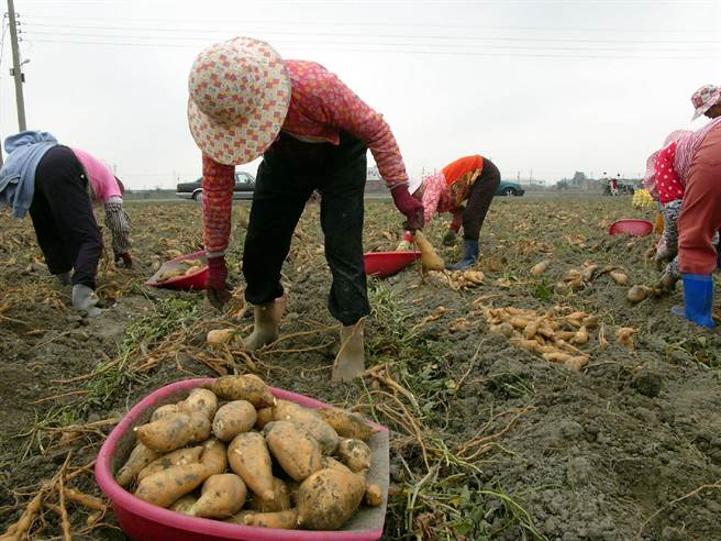雲林縣水林鄉番薯種植面積達上千公頃，量多質優被譽為「番薯的故鄉」。（張朝欣攝）