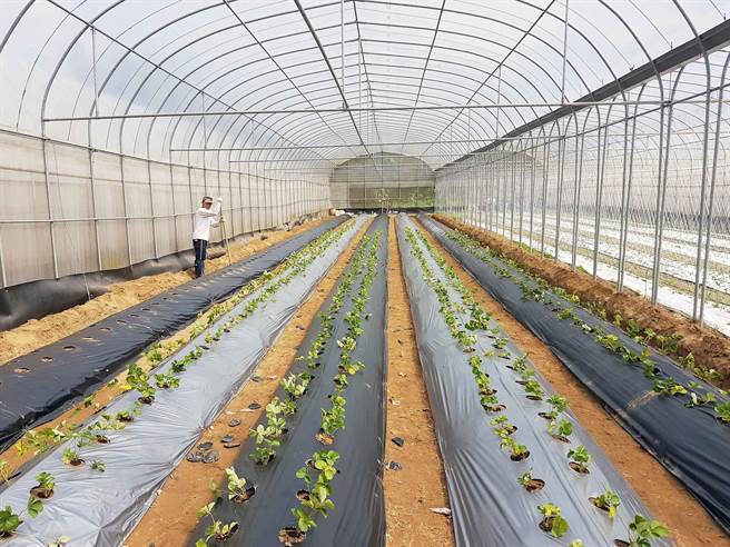 农友经常使用农地膜覆盖农作物，来阻挡阳光藉此抑制杂草生长。（农委会提供／李京升苗栗传真）