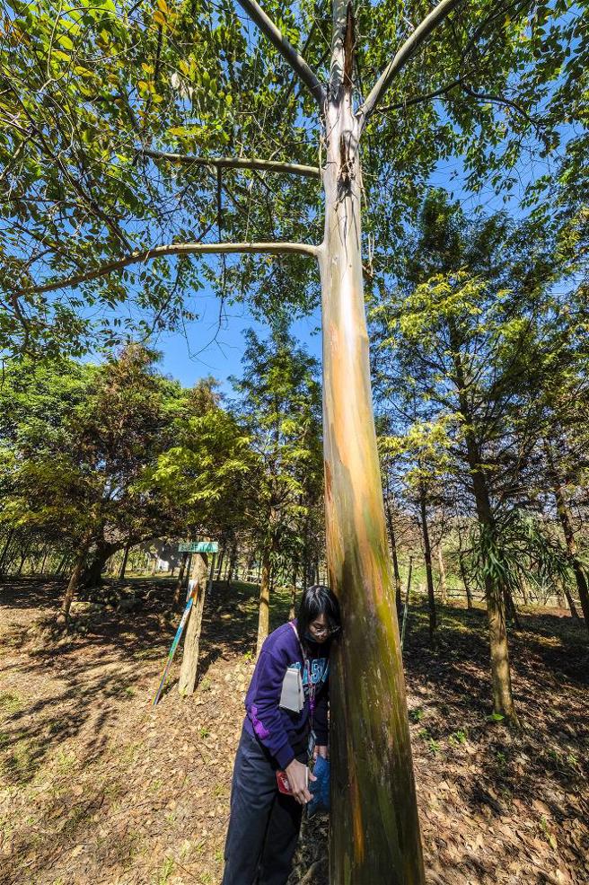 築夢森居裡有棵「會打呼的樹」，湊近聆聽，水分經由維管束運輸，發出呼嚕嚕的聲響，滿是生命的喜悅。(圖／莊坤儒)