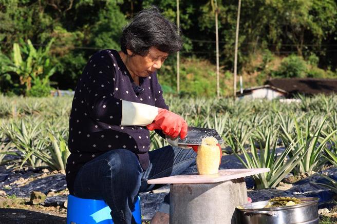 宜蘭員山鄉二湖地區是全台緯度最高的鳳梨產區，鳳梨在雪山腳下享受田園的靜謐。(圖／林格立)