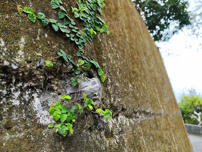 彰化县员林市爬山秘境「小岭顶」，近来有民眾发现步道旁的挡土墙排水孔遭不明人士填充水泥，整路超过50个排水孔都「无法呼吸」。（吴建辉摄）