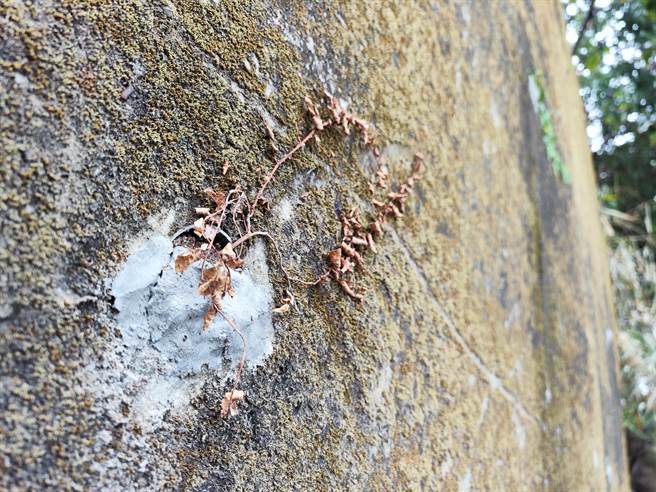 附近民眾为了绿化挡土墙种植「薜荔草」，此举可能导致挡土墙排水孔无法排水，已经通知公所处理。（吴建辉摄）