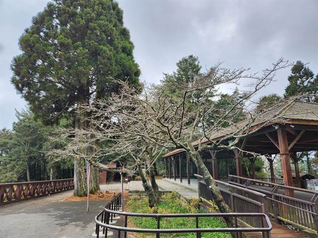 祝山染井吉野樱已含苞待放，预计3月上旬陆续开花。（嘉义林管处提供／廖素慧嘉义传真）