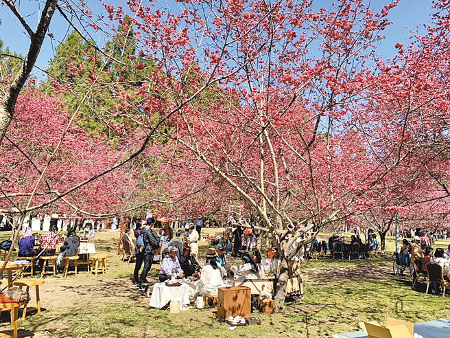 九族文化村櫻花盛開，將於2月底達到賞櫻高峰。（九族文化村提供／廖志晃南投傳真）