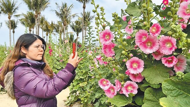 台南市「学甲蜀葵花文化节」25日登场，绽放的粉色、红色花朵如串珠般挂在花梗上，吸引游客抢拍。（张毓翎摄）