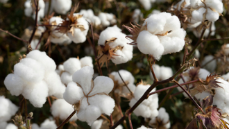 中澳貿易限制料將解除 澳洲棉花報關後運青島