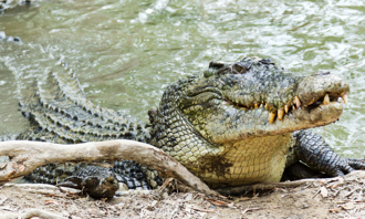 300公斤巨鱷爬上岸 主人為救愛犬 慘被拖入池底