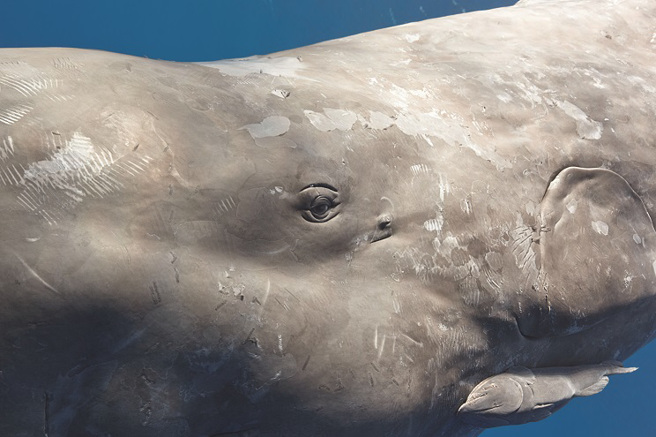 抹香鲸的大脑容积是人类的六倍大，而且在许多方面都比人类更复杂。（图/ 好人出版提供）